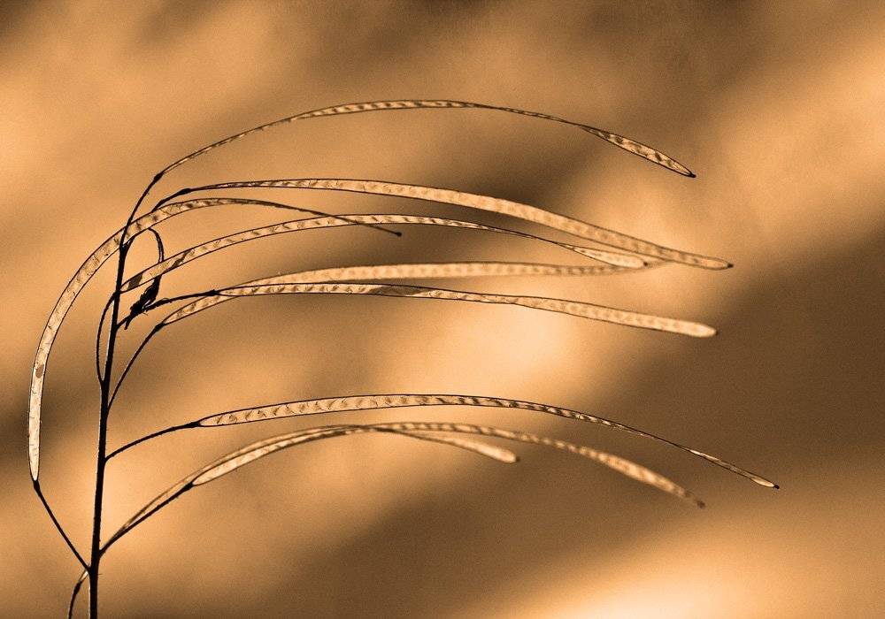 природа, этюд, расстения, Александр Кожухов