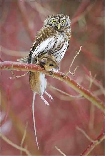 Удачная охота