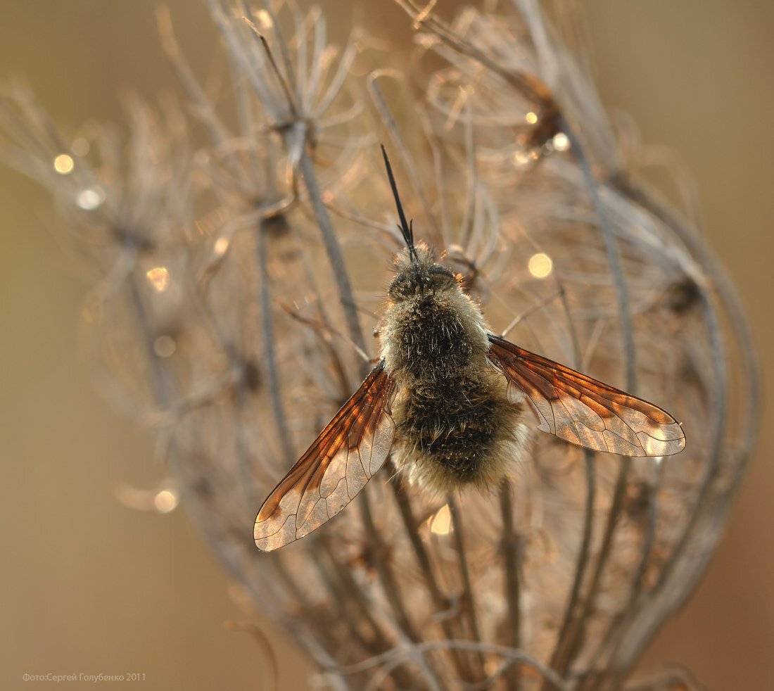 , Сергей Голубенко