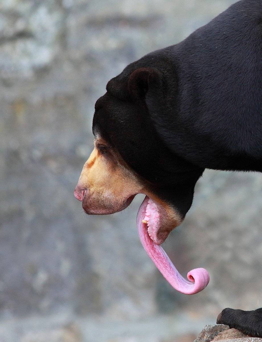 медведь, Konstantin Mironov