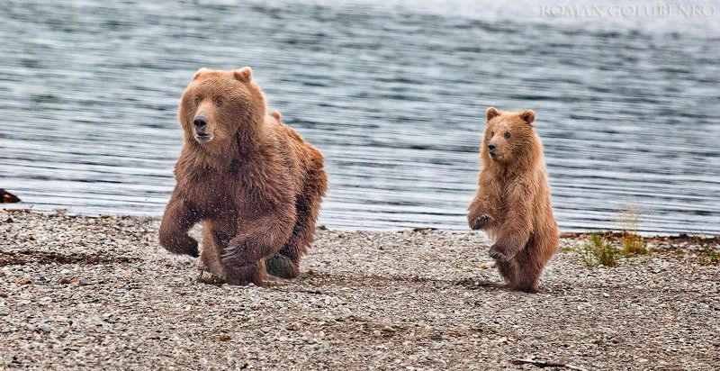 Карате по-медвежьи / Karate Cub фото превью