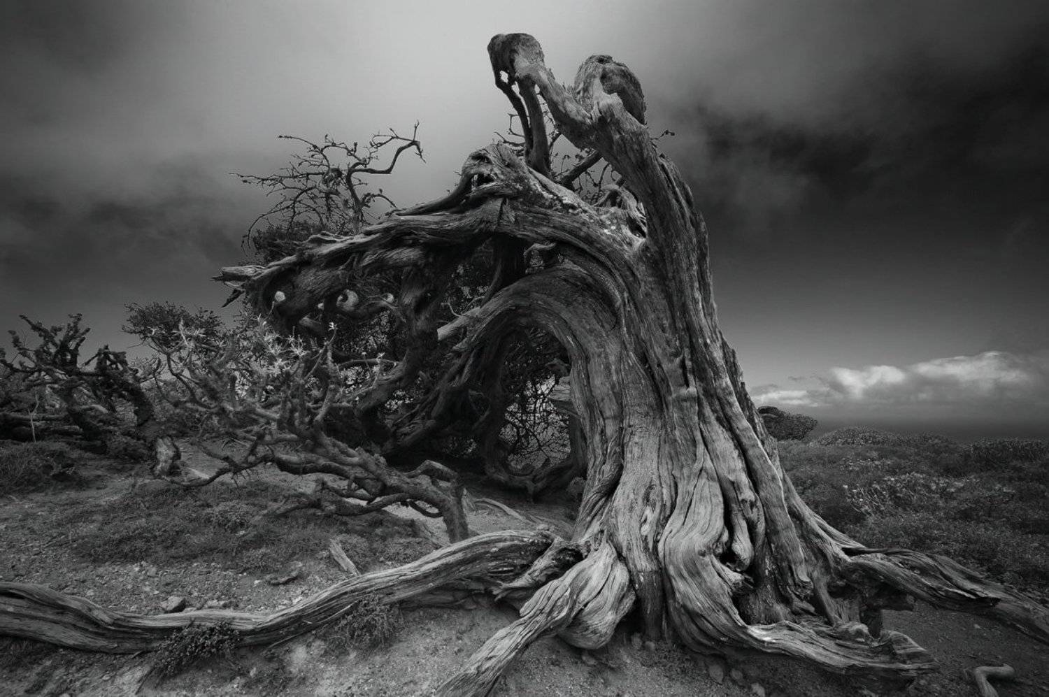 эль йерро, канары, сабина, можжевельник, Александр Константинов