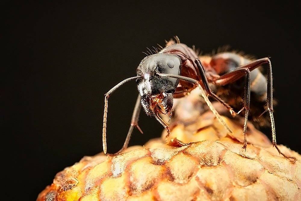 ant, macro, Helena Flykt