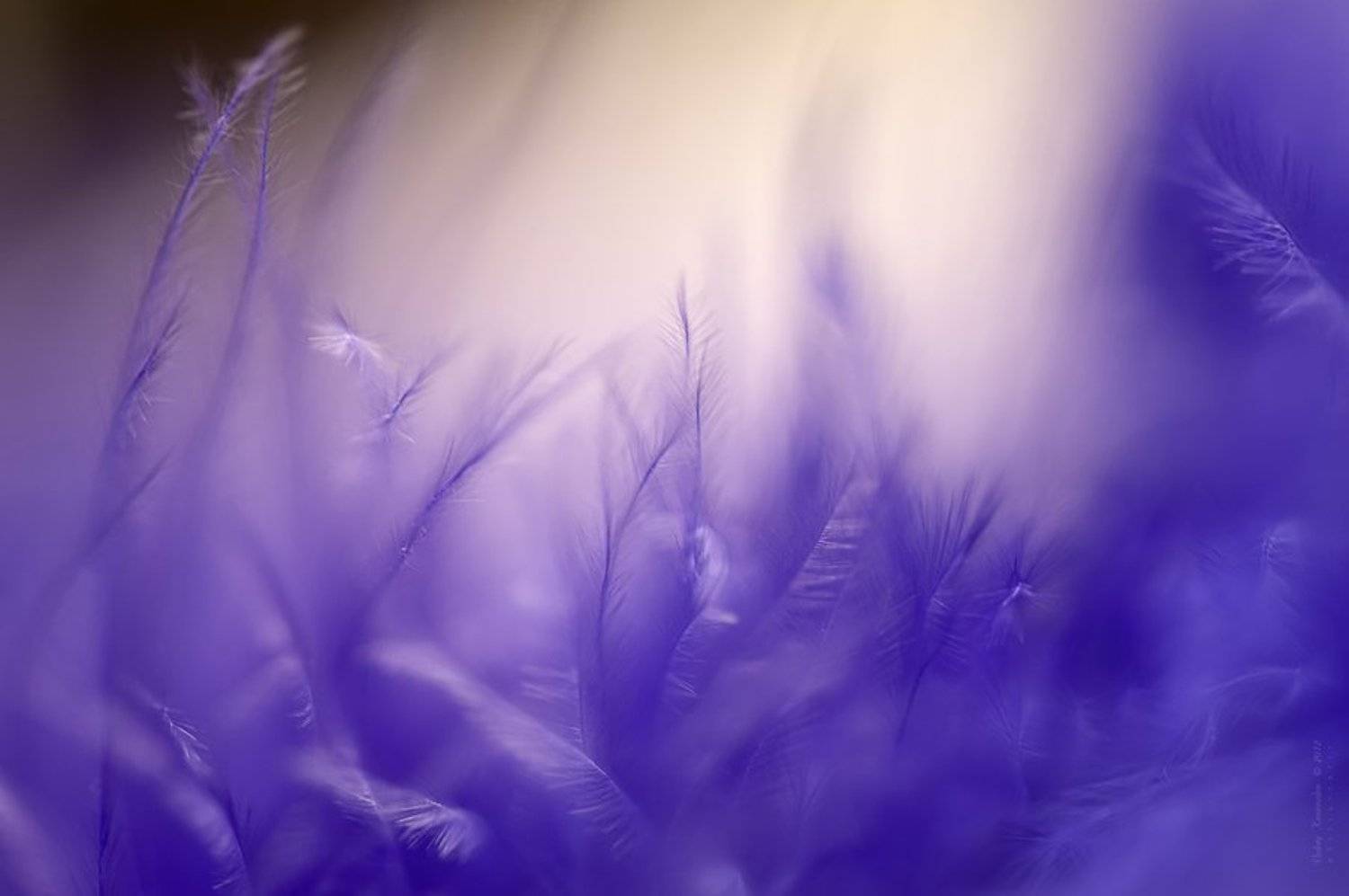 , Валерий Коновалов