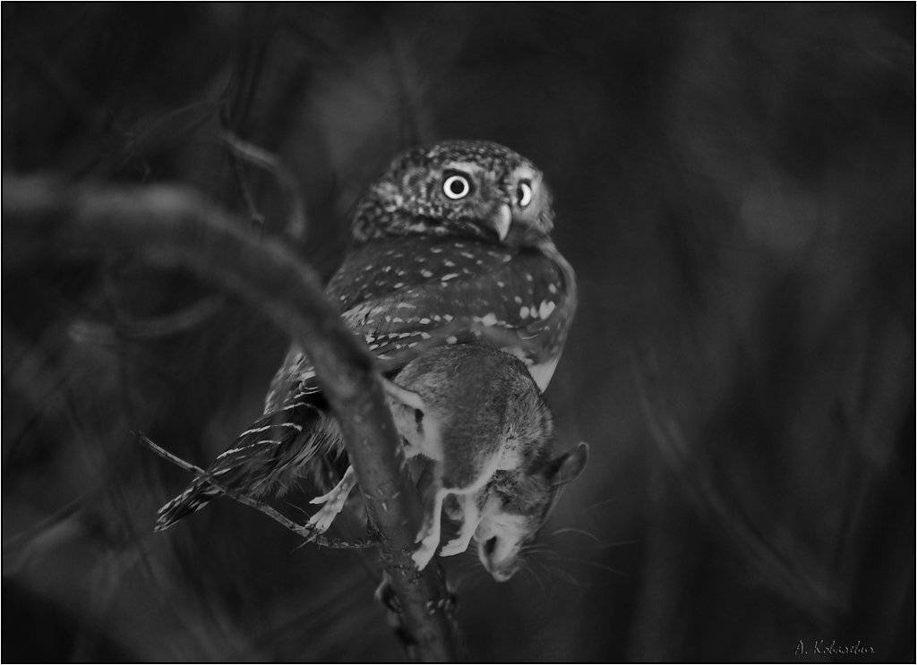 воробьиный, сыч, мышь, ч/б, ковалевич, Ковалевич А.