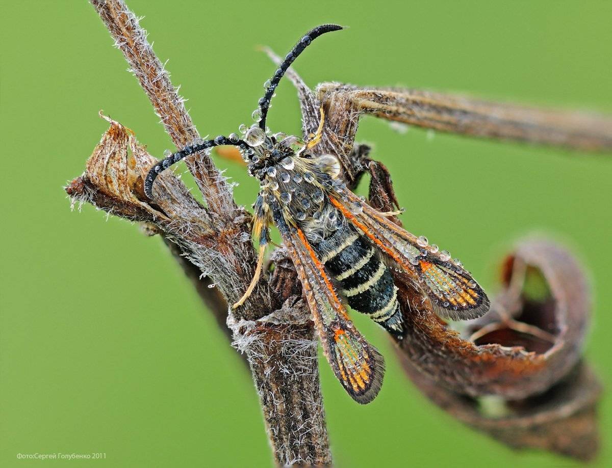 , Сергей Голубенко