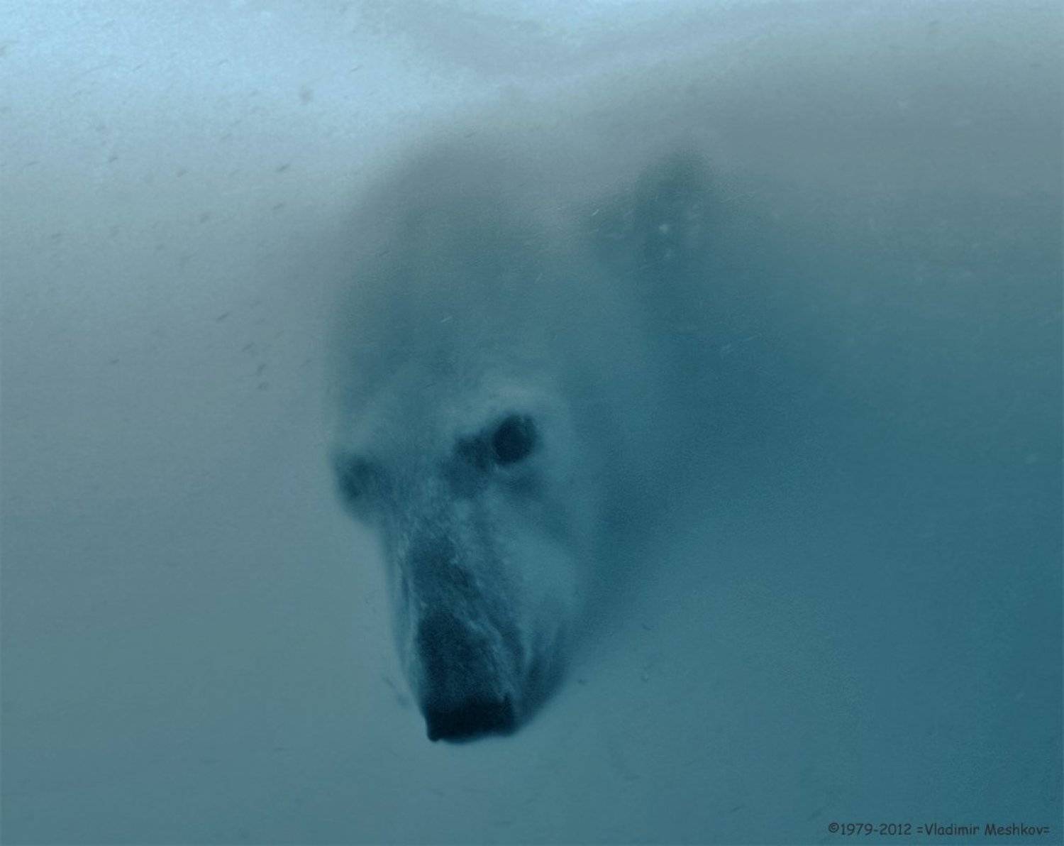 , &copy; =Vladimir Meshkov=