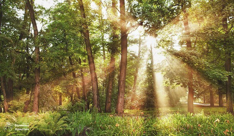 лес forest фото превью