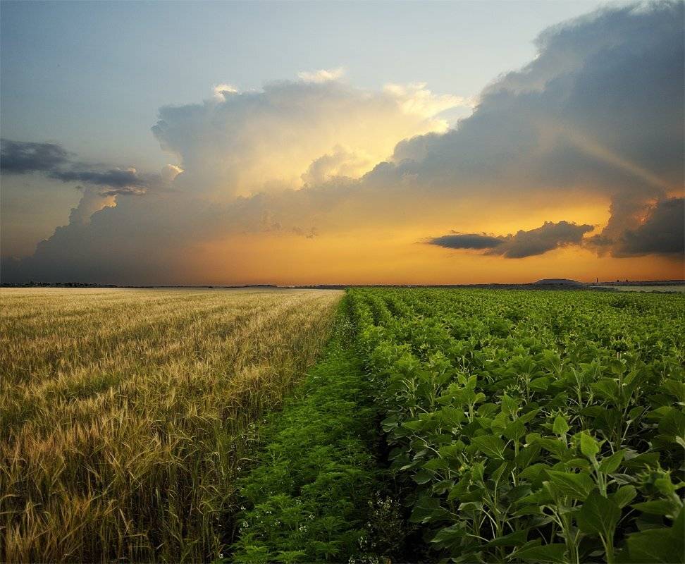 , Дeнис Бoдрoв