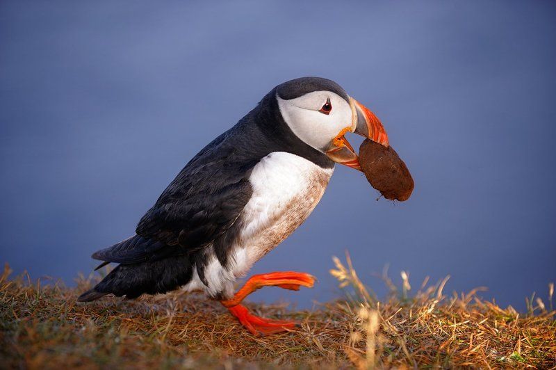 котлетка фото превью