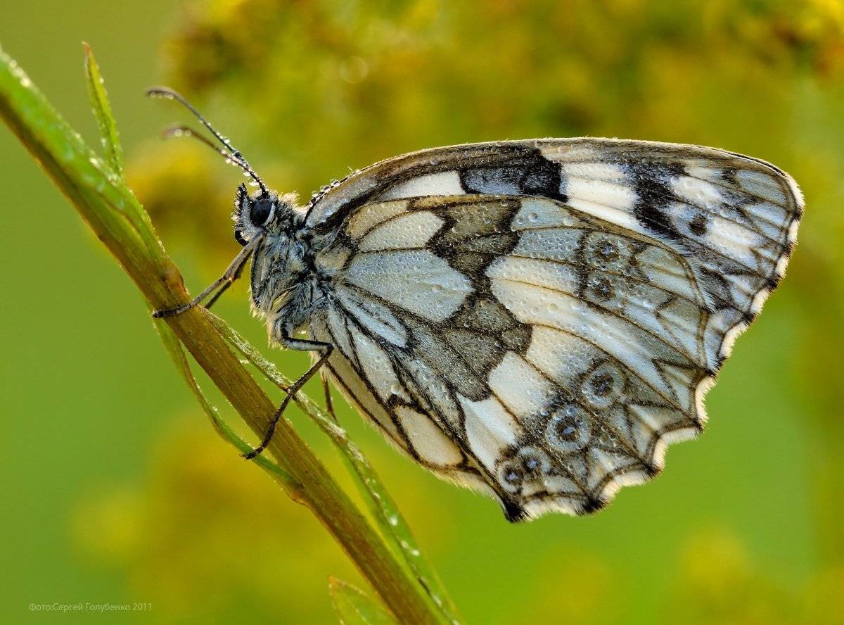 , Сергей Голубенко