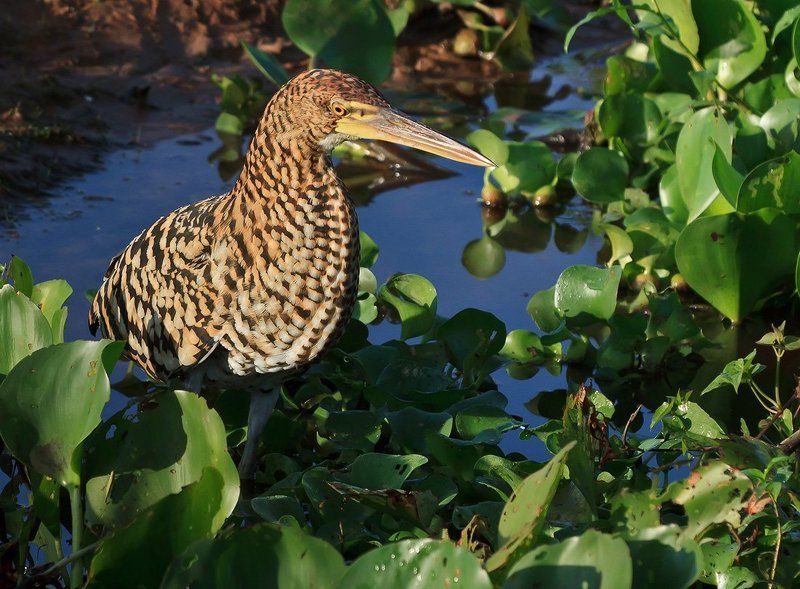 мраморная тигровая выпь, выпь, венесуэла Мраморная тигровая выпь фото превью