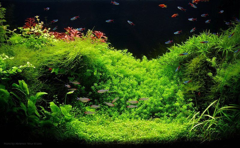 рыбы, аквариум, акваскейп Aquascape фото превью