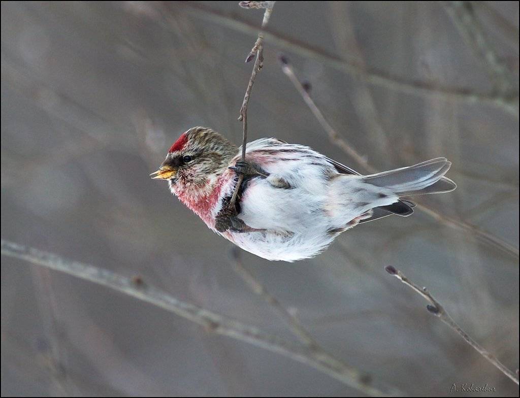 чечётка, Ковалевич А.