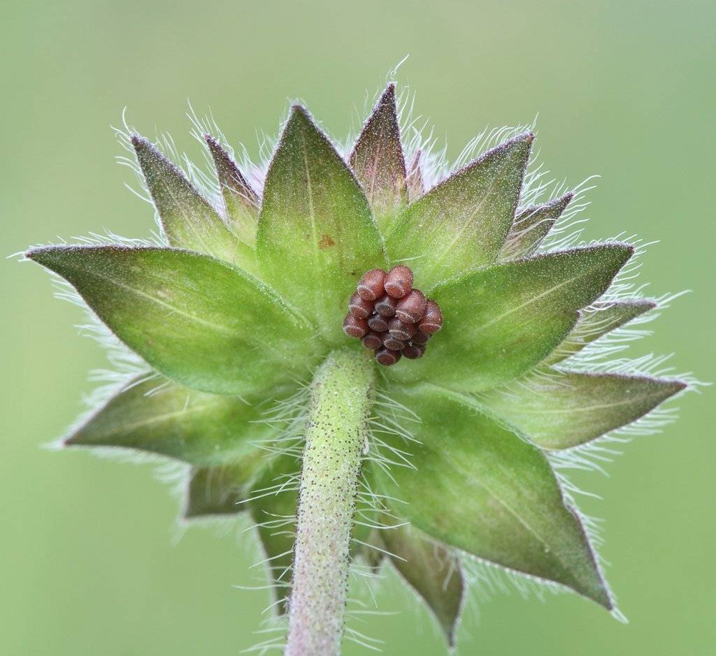 , Сергей Таланов