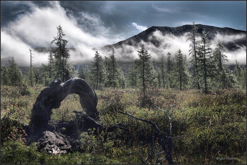 бурятия, тайга, горы, арка, портал Таежный портал фото превью