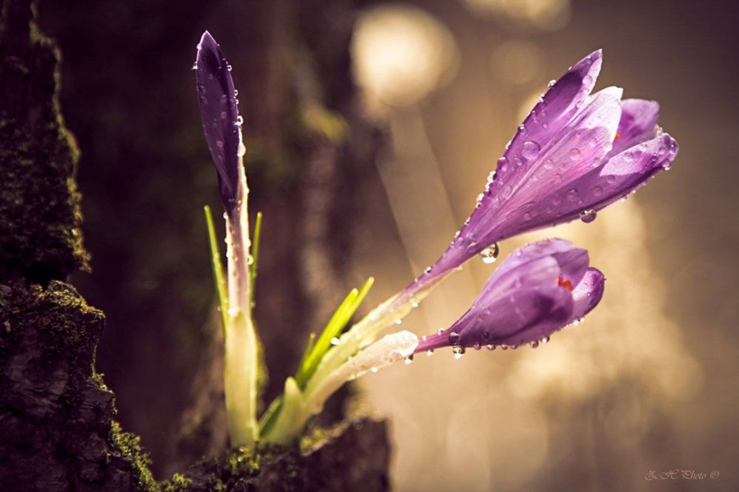dew, , , , , drops, , , , , bokeh, , , , , crocus, Zdravko