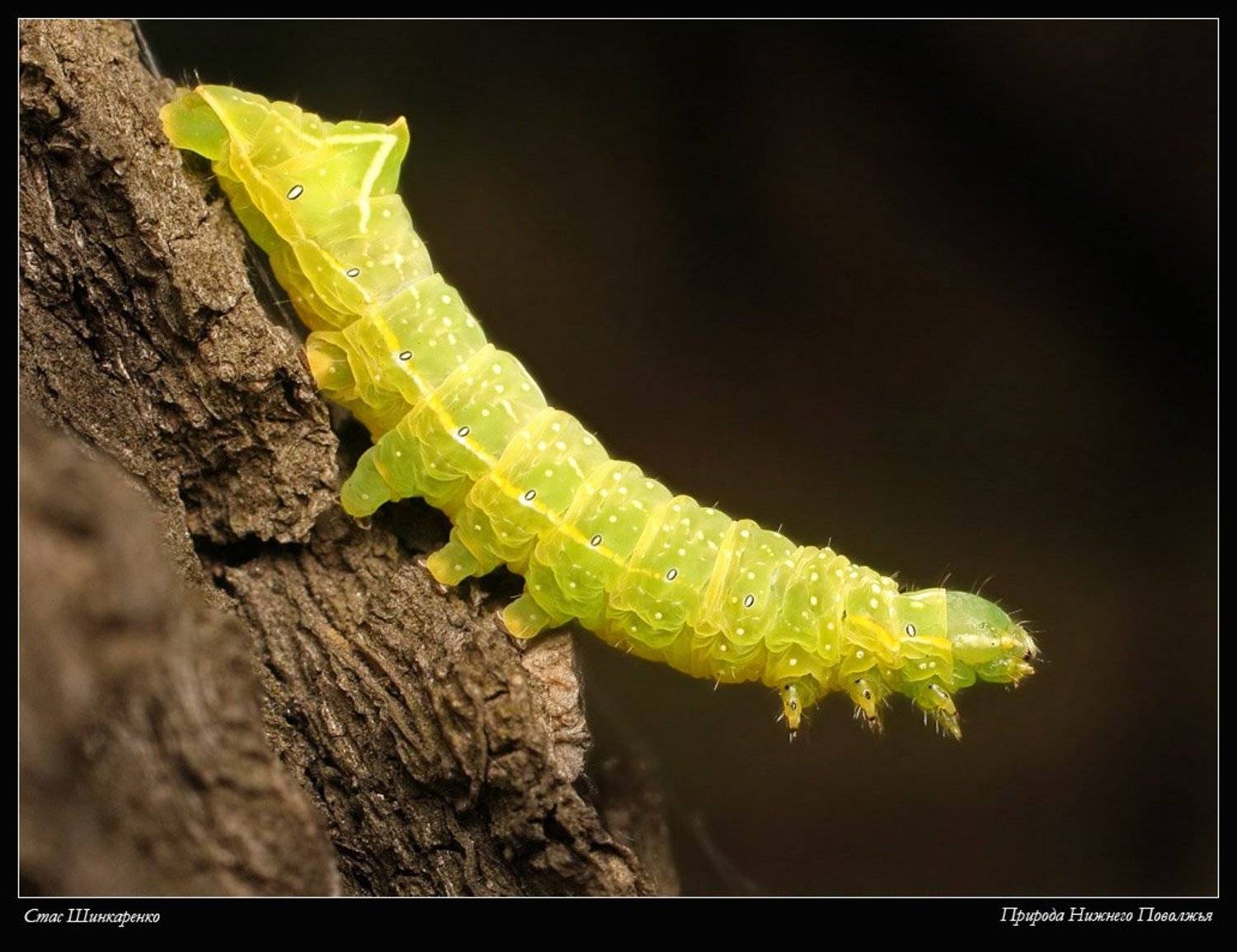 , Станислав Шинкаренко
