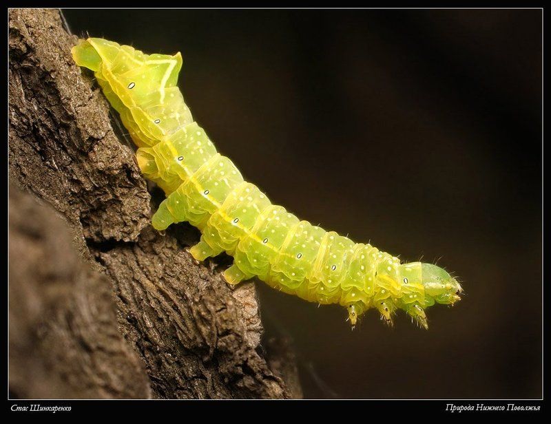 Мармеладка фото превью