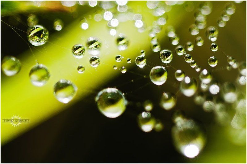 роса, вода, капли, красота Бусины фото превью