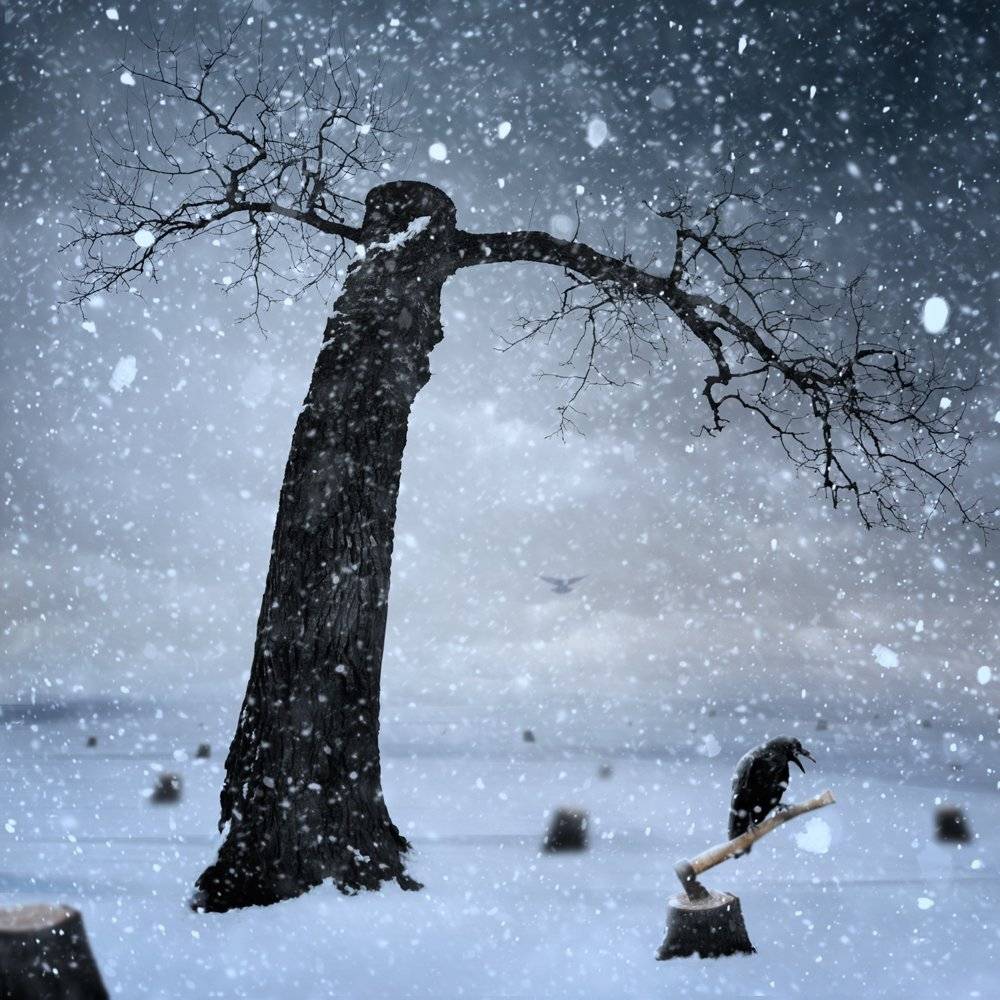 winter, cold, tree, snow, fly, black, dark, crow, cutted, Caras Ionut