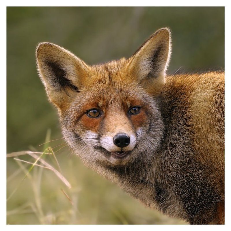 лиса (vulpes vulpes), дюны, нидерланды Улыбка Патрикеевны фото превью