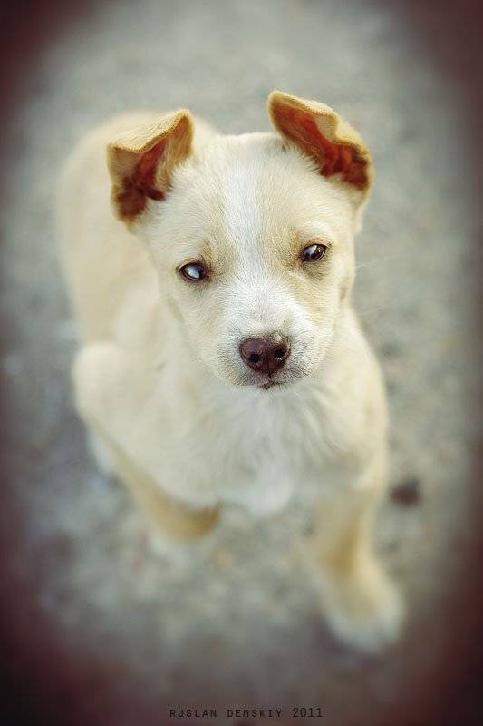 щенок, собака, Руслан