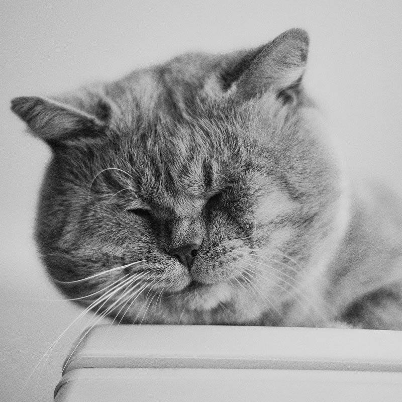 коте, кот, мордяха, Руслан