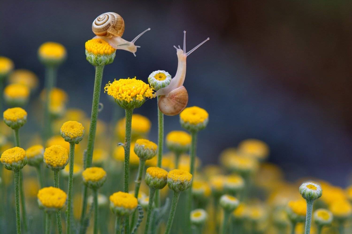 улитки, сантолина, утро, Людмила Бекман