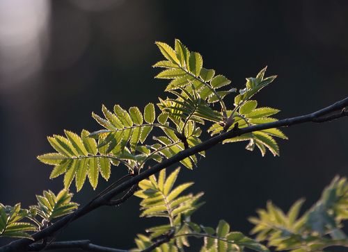 Pro первую зелень