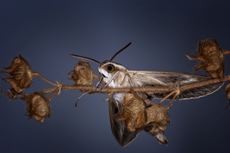 Почти птица! фото превью