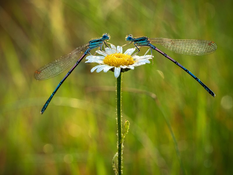 Сплетницы фото превью