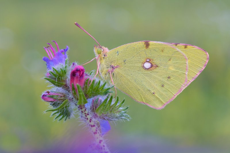 Colias crocea фото превью