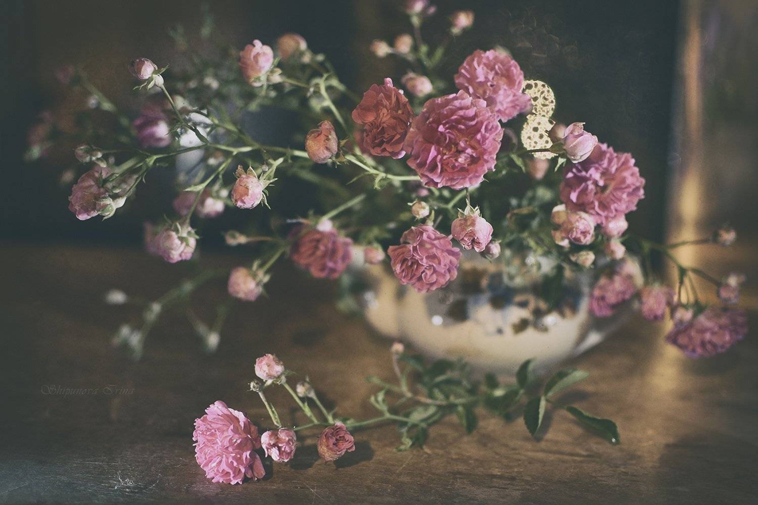 , Шипунова Ирина