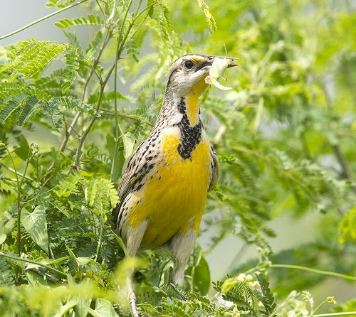 Восточный луговой трупиал - Eastern Meadowlark