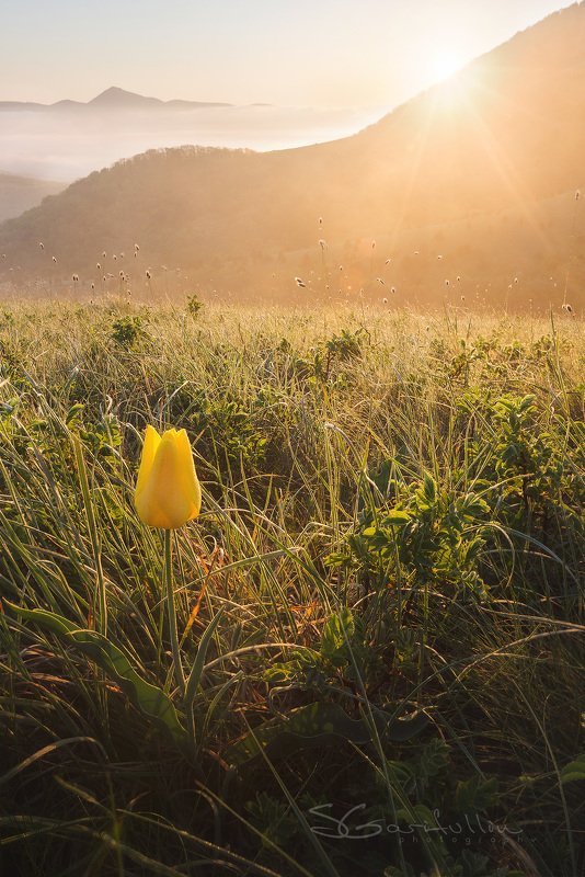 Маркхотский хребет, Краснодарский край, россия, тюльпан, пейзаж, рассвет, закат, цветок,желтый Цвет солнца фото превью