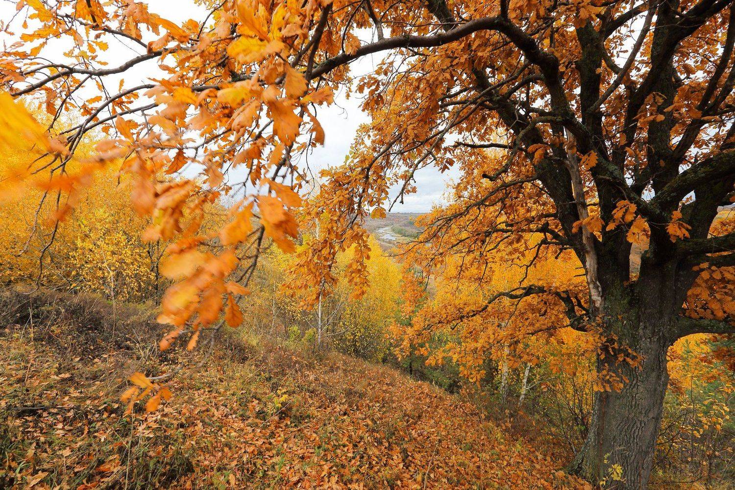 , Иван Карчев