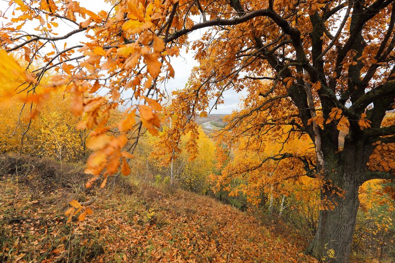 Осень на Хопре фото превью