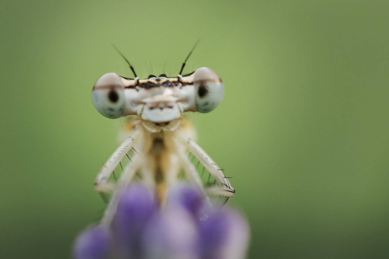 , Nicolae Fanurie Chirobocea