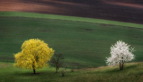 Жених и невеста