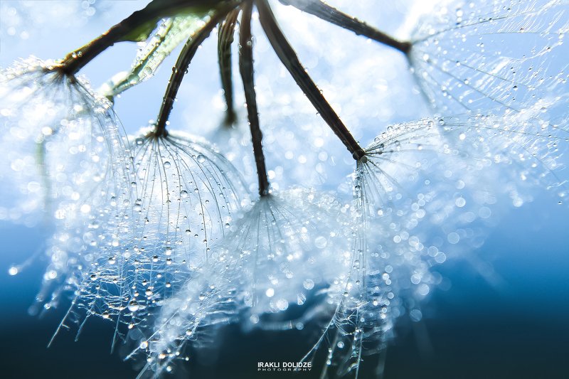 macro, world, morning, blue, bokeh, drops, rain, sun, light, highlight, focus, beautiful, утро,  Прекрасное утро фото превью