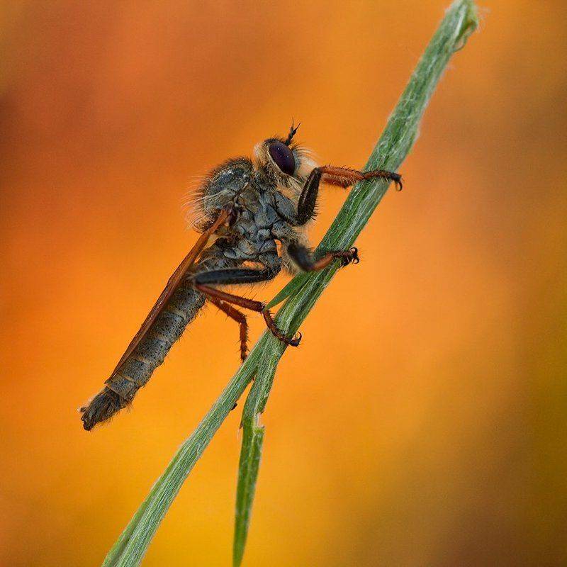 , Pawel Plucinski