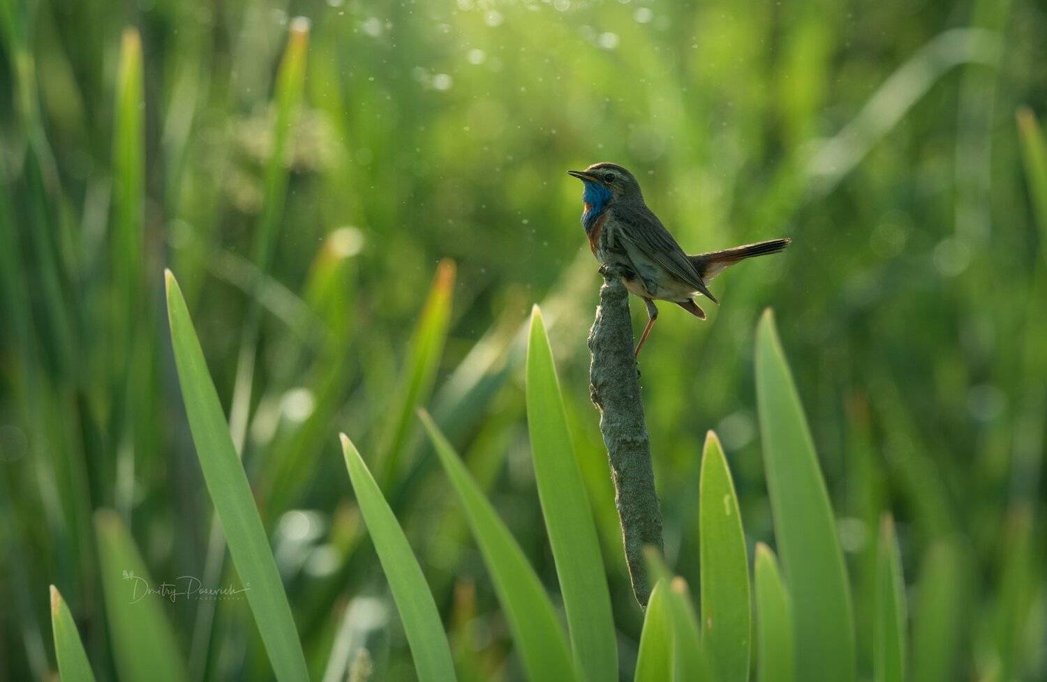 природа, лес, животные, птицы, Дмитрий Посевич