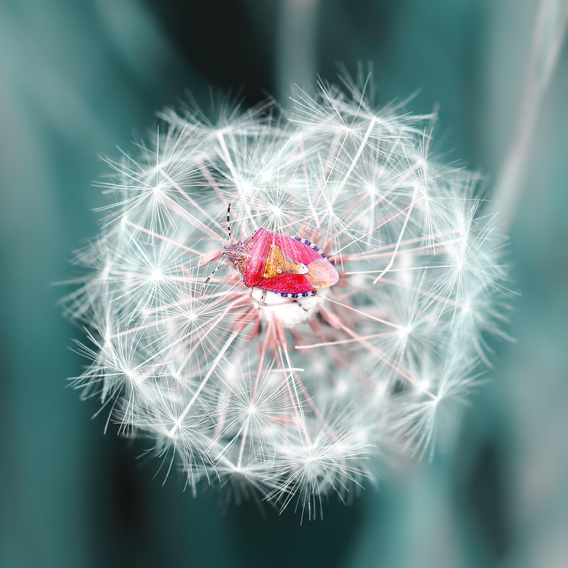 клопы, щитники, букашка, насекомое, насекомые, жучок, жуки, жучки, bugs, insects Субботнее утро. И пусть весь мир подождёт... фото превью