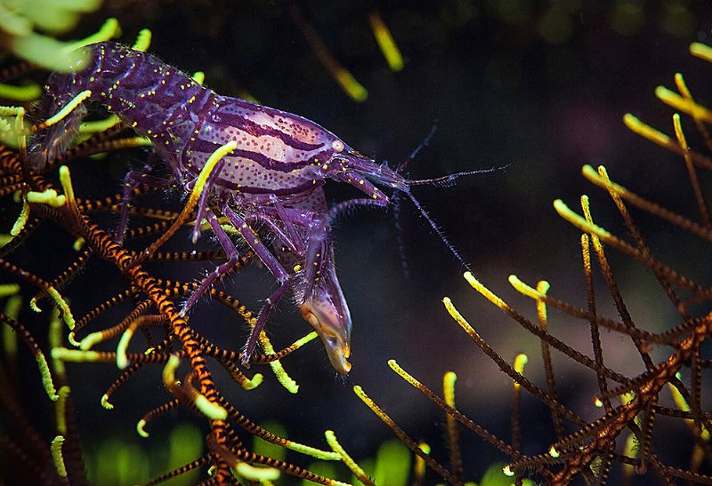 филиппины, негрос, креветка фиолетовый гламур фото превью