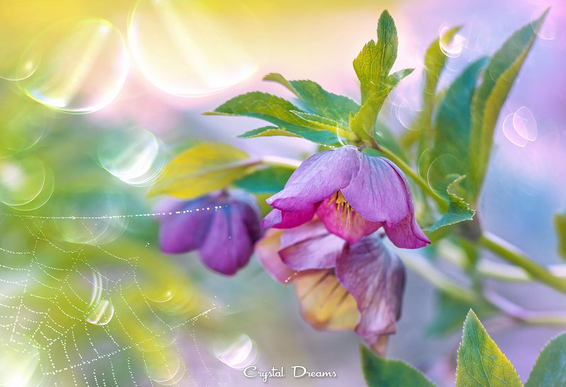 crystal dreams, macro, spring, color, art, nature, flowers \