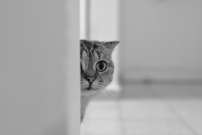 hide and seek whith a cat... фото превью