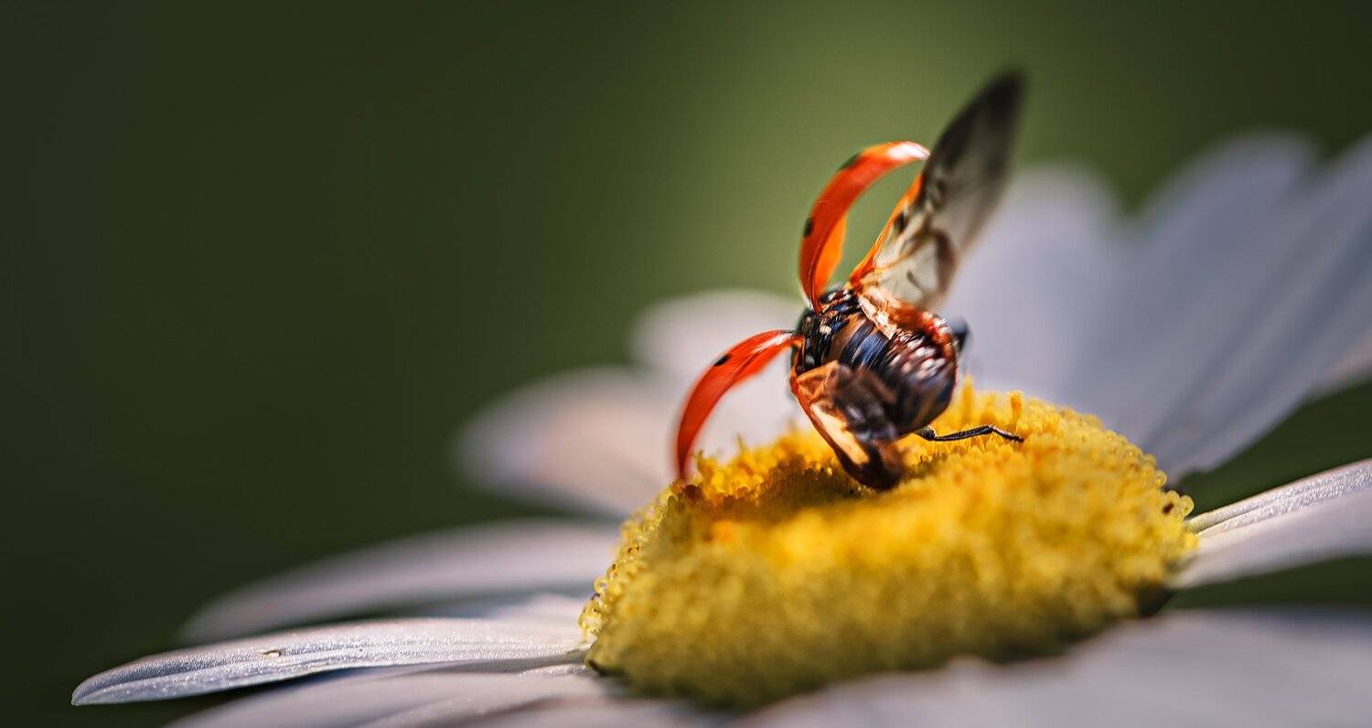 природа, макро, насекомые, жуки, божья коровка, взлет, Неля Рачкова