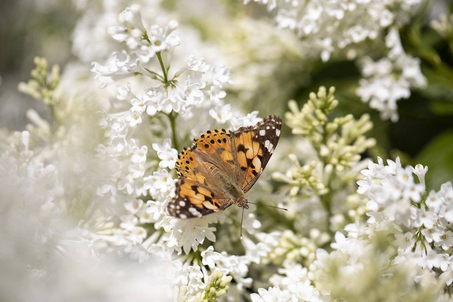 швеция,  Lapland