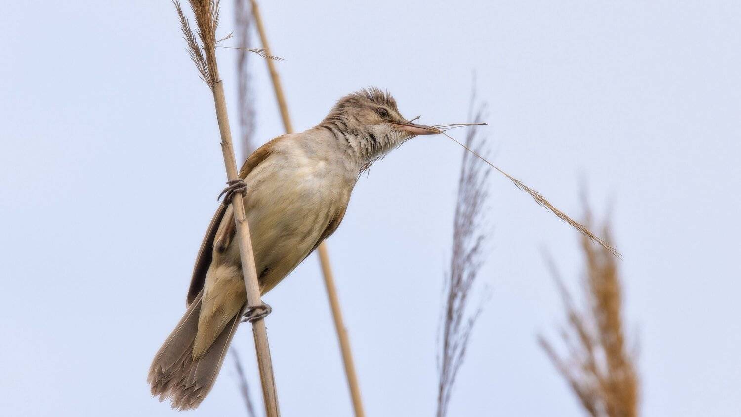 , Alexander Plekhanov